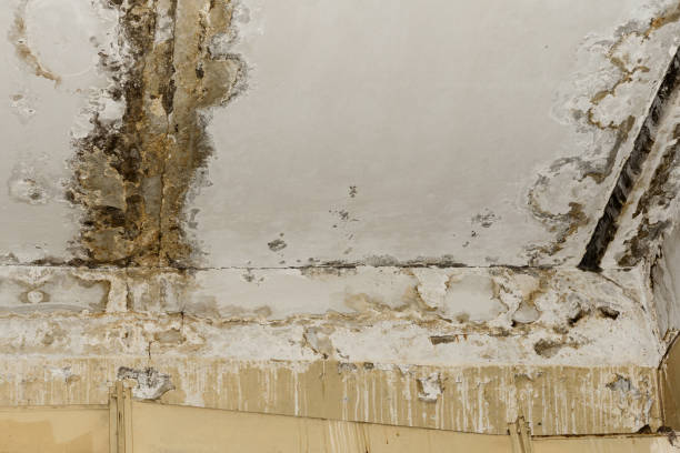 Best Attic Mold Removal  in Maryland Heights, MO