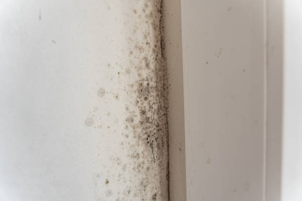 Best Residential Mold Inspection & Testing  in Maryland Heights, MO